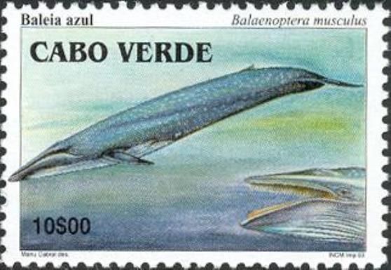 Blue Whale (Balaenoptera musculus)