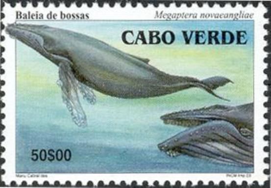 Humpback Whale (Megaptera novaeangliae)