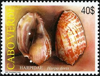 Rosy Harp (Harpa doris)