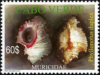 Sea Snail (Phyllonotus duplex)