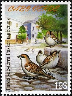 Cape Verde Sparrow (Passer iagoensis)