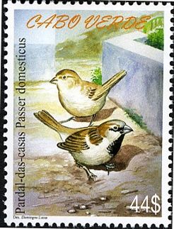 House Sparrow (Passer domesticus)