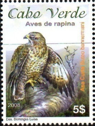 Cape Verde Buzzard (Buteo bannermani)