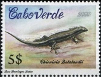 Delalande's Skink (Chioninia delalandii)