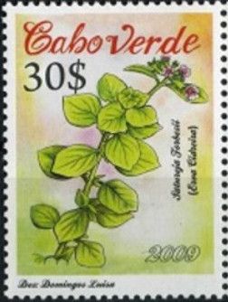 Satureja forbesii