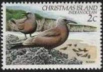 Brown noddy (Anous stolidus)
