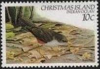 Island Thrush (Turdus poliocephalus)