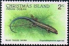 Blue-tailed Skink (Cryptoblepharus egeriae)