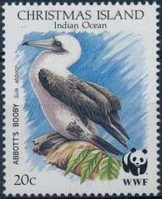 Juvenile Male Abbott's Booby (Sula abbotti)