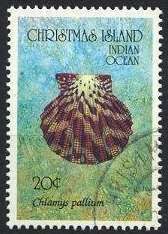 Royal Cloak Scallop (Chlamys pallium)