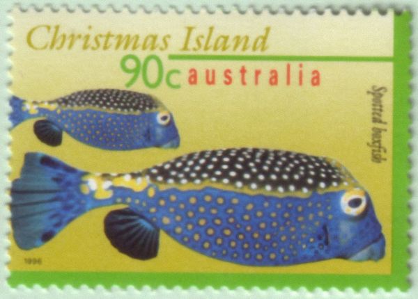 Spotted Boxfish (Ostracion meleagris)