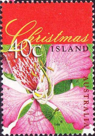 Orchid Tree