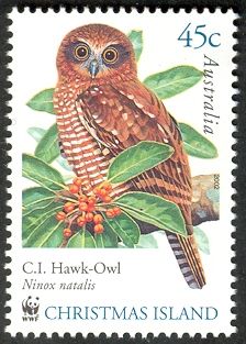 Christmas Island Hawk-owl (Ninox natalis)