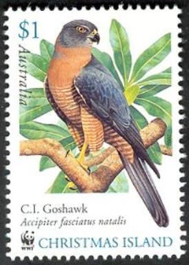 Christmas Island Goshawk (Accipiter fasciatus natalis)
