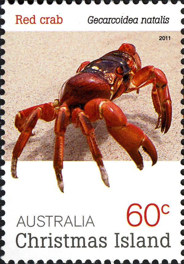 Red Crab (Gecarcoidea natalis)
