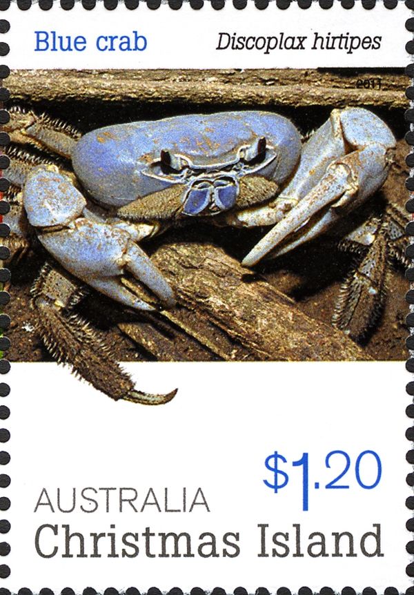 Blue Crab (Discoplax hirtipes)