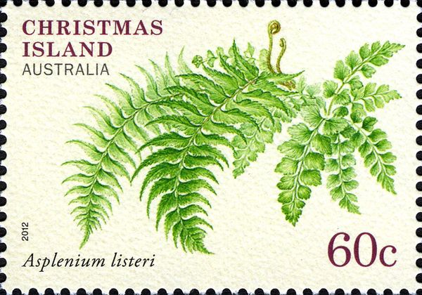 Asplenium listeri