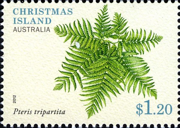 Pteris tripartita