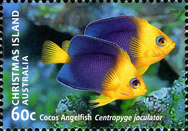 Cocos Angelfish (Centropyge joculator)