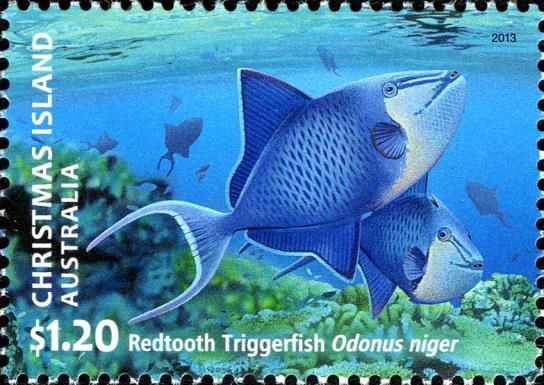 Redtooth Triggerfish (Odonus niger)