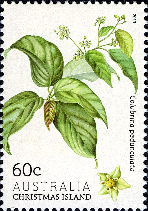 Colubrina pedunculata