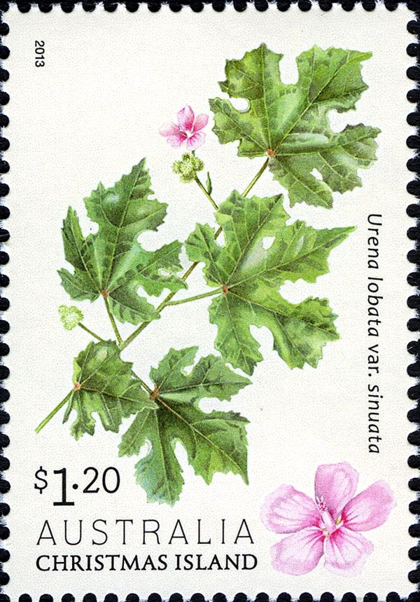 Urena lobata var. sinuata