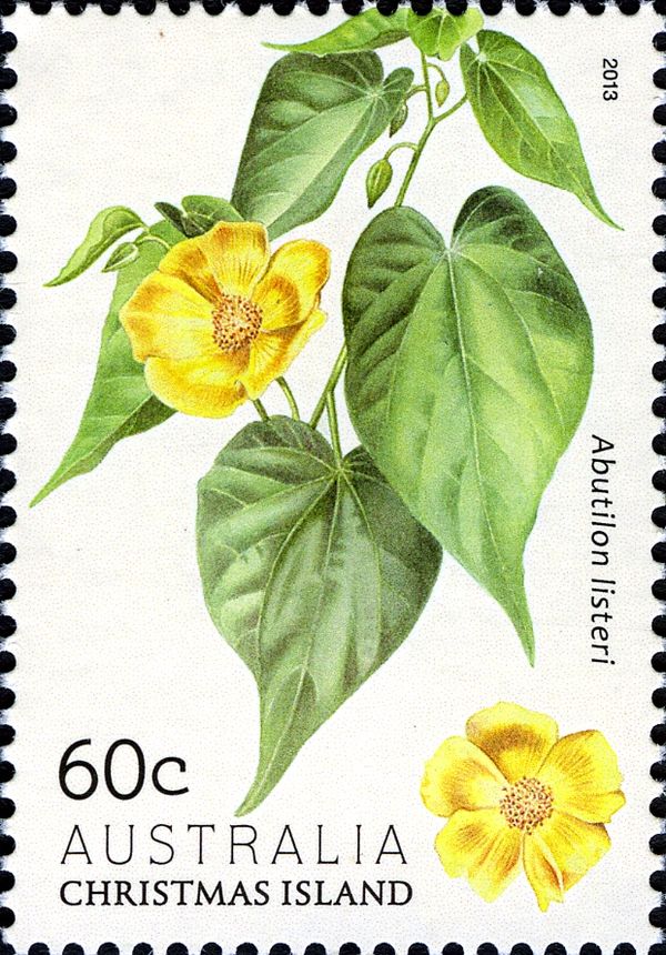 Abutilon listeri