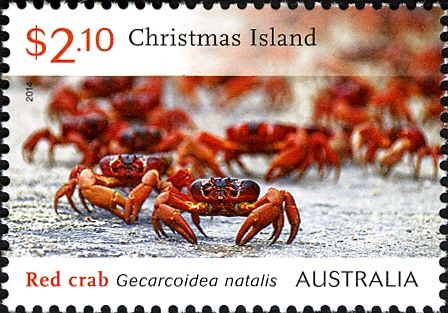 Migrating Red Crabs (Gecarcoidea natalis) on Road