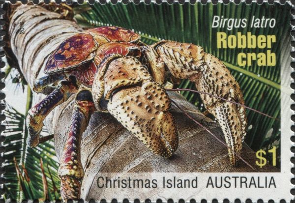 Robber Crab (Birgus latro) on Palm Tree Trunk