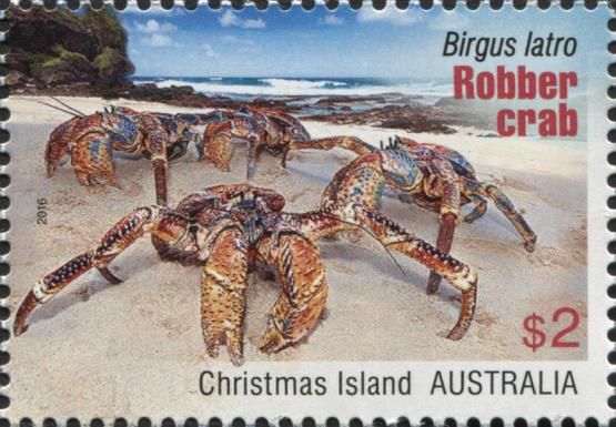 Four Robber Crabs (Birgus latro) on Beach