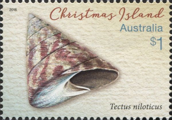 Commercial Top Shell (Tectus niloticus)