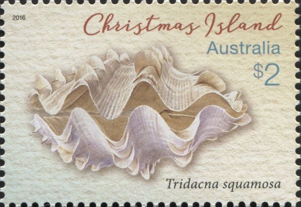 Fluted Giant Clam (Tridacna squamosa)
