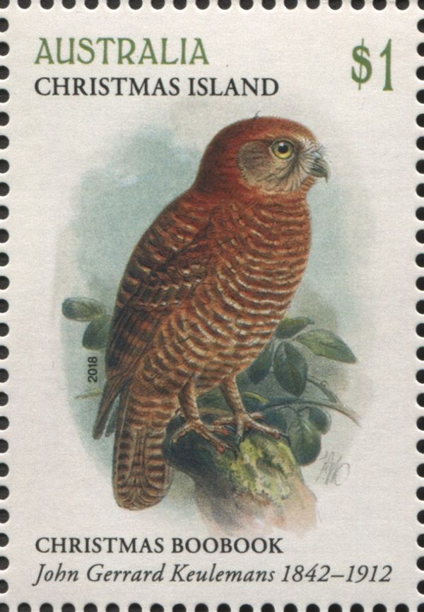 Christmas Island Boobook (Ninox natalis)
