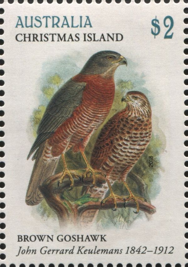 Brown Goshawk (Accipiter fasciatus)