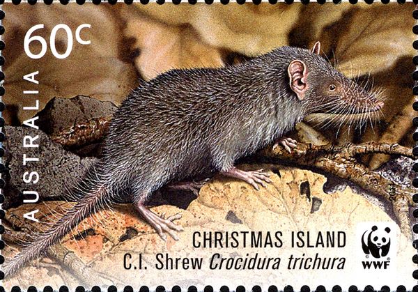 Christmas Island Shrew (Crocidura trichura)