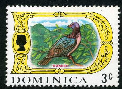 Scaly-naped Pigeon (Patagioenas squamosa)