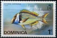 Yellow-tail Snapper (Ocyurus chrysurus)