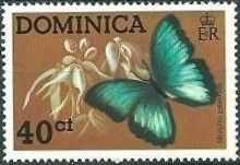 Common Morpho (Morpho peleides)