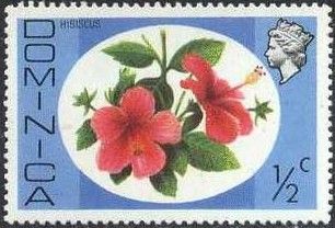 Hibiscus (Hibiscus rosa-sinensis)