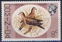 Mountain Dove (Zenaida aurita)