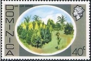 Bay Leaf Groves