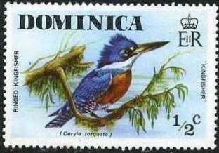 Ringed Kingfisher (Megaceryle torquata)