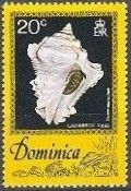 Caribbean Vase (Vasum muricatum)