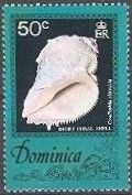 Short Abbreviate Coral Shell (Coralliophila abbreviata)