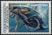 Goosebeak Whale (Ziphius cavirostris)