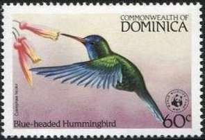 Blue-headed Hummingbird (Cyanophaia bicolor)
