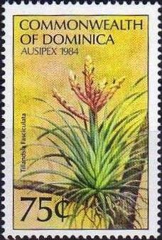 Tillandsia fasciculata