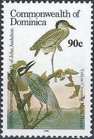 Yellow-Crowned Night Heron (Nyctanassa violacea)