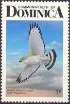 Broad-Winged Hawk (Buteo platypterus)