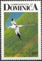 White-tailed Tropicbird (Phaethon lepturus)